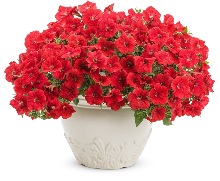 Supertunia® 'Really Red' - Petunia from Milmont Greenhouses