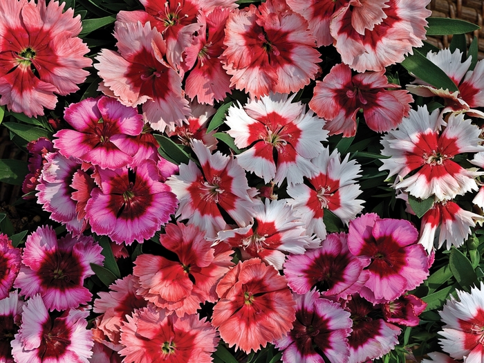 Super Parfait™ 'Mix' - Dianthus chinensis (Pinks) from Milmont Greenhouses
