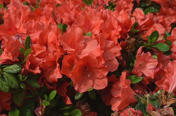 Encore® 'Autumn Sunset™' - Rhododendron (Azalea) from Milmont Greenhouses