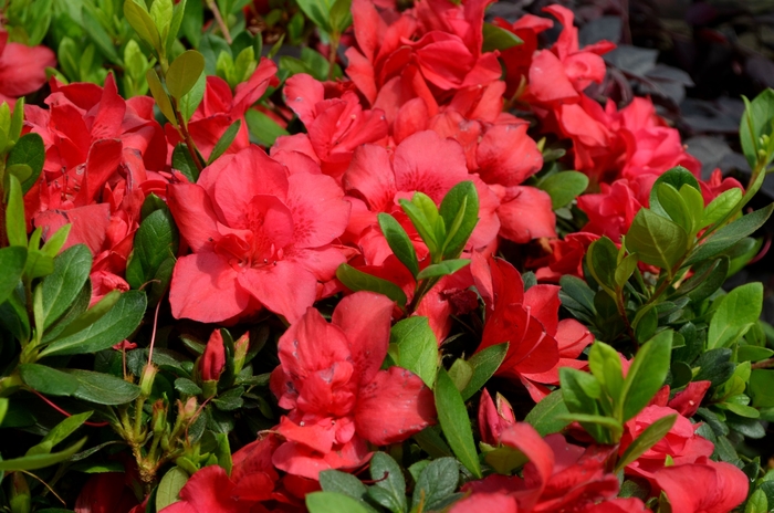 Encore® 'Autumn Bonfire®' - Rhododendron (Azalea) from Milmont Greenhouses