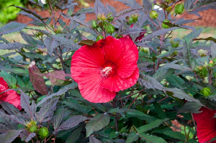 Midnight Marvel Rose Mallow - Hibiscus 'Midnight Marvel' PP24079 (Rose Mallow) from Milmont Greenhouses