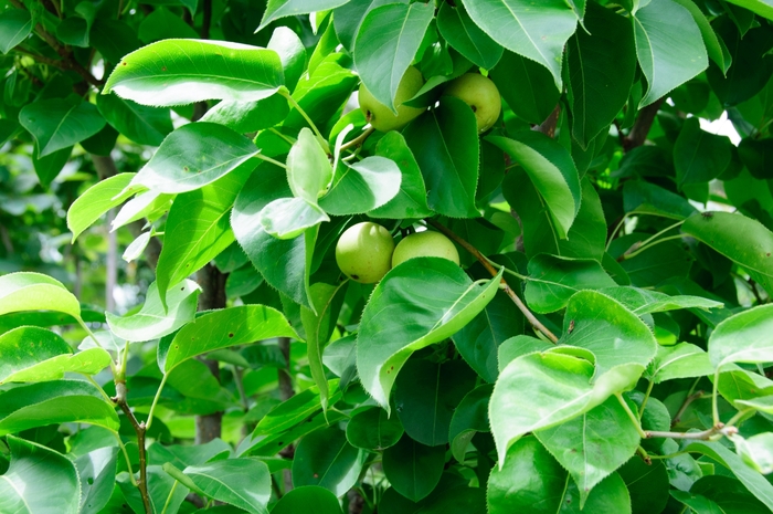 'Shinseiki' Asian Pear - Pyrus pyrifolia from Milmont Greenhouses