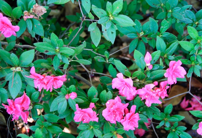 Encore® 'Autumn Rouge®' - Rhododendron (Azalea) from Milmont Greenhouses