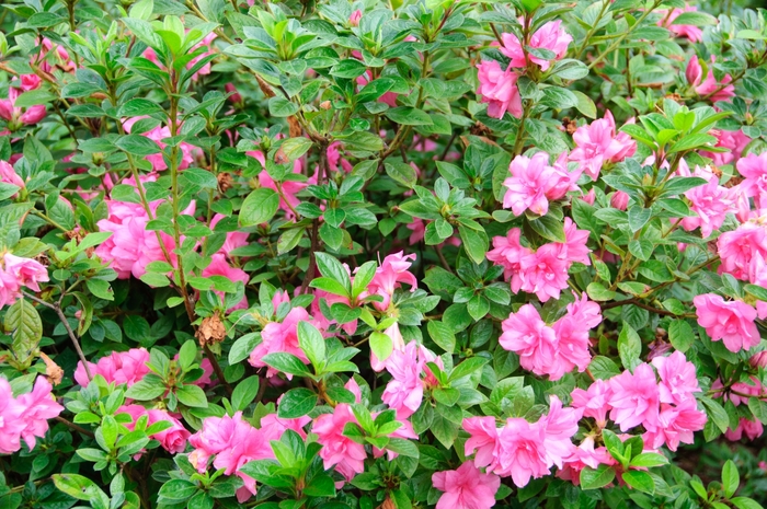 Encore® 'Autumn Carnation®' - Rhododendron (Azalea) from Milmont Greenhouses