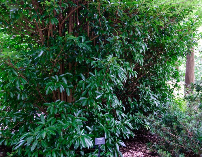'Chindo' Sweet Viburnum - Viburnum awabuki from Milmont Greenhouses