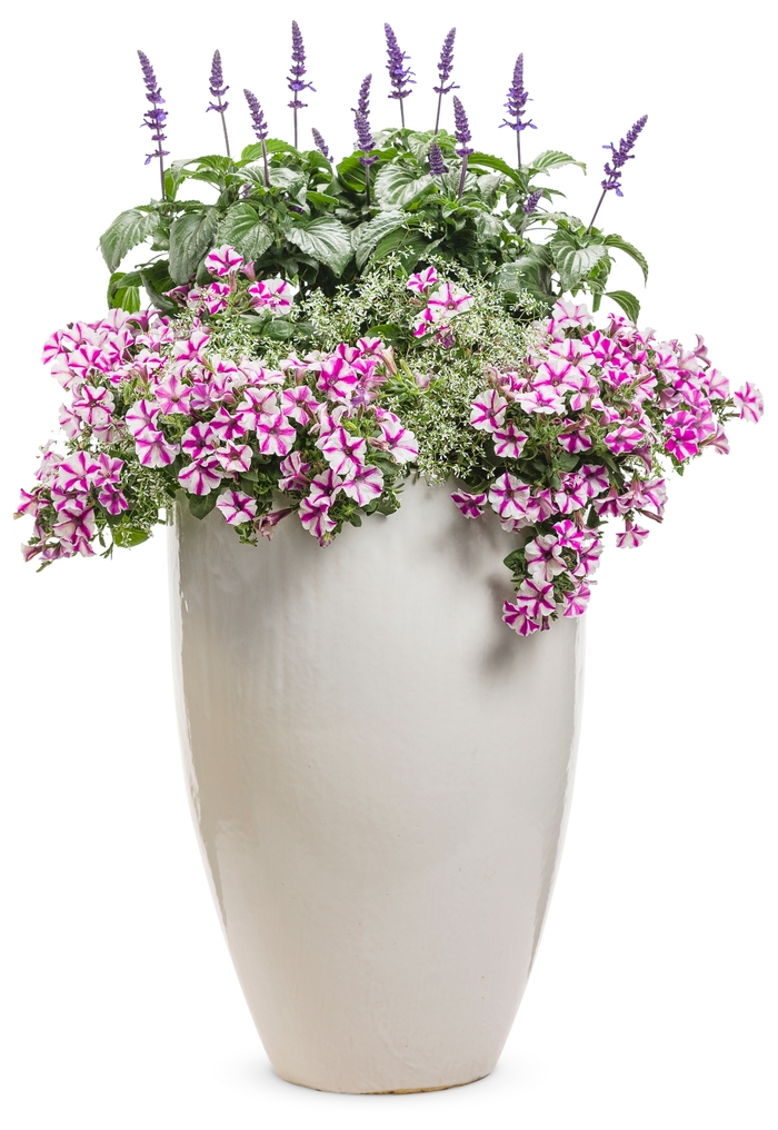 Supertunia® 'Lovie Dovie™' - Petunia from Milmont Greenhouses