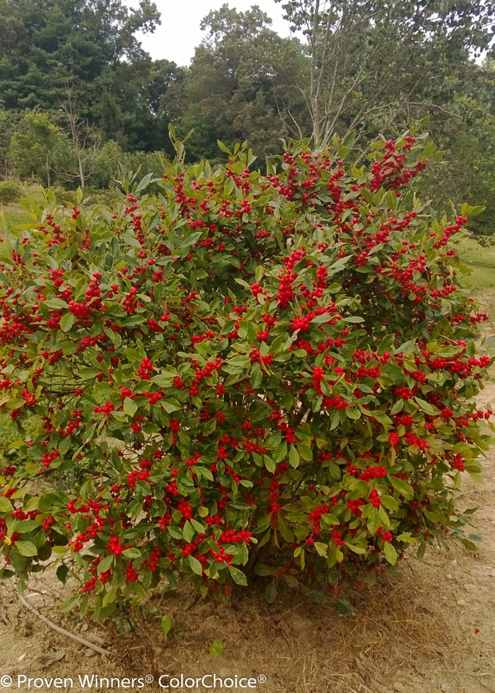 Little Goblin® 'Red' - Ilex verticillata (Winterberry Holly) from Milmont Greenhouses