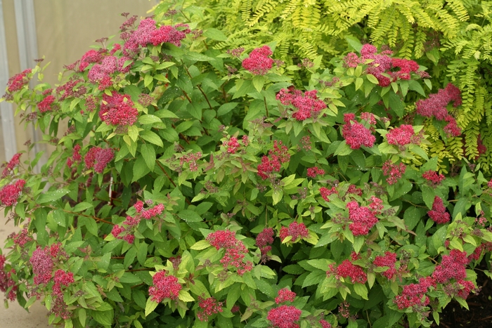 Double Play® 'Red' - Spiraea japonica (Spirea) from Milmont Greenhouses