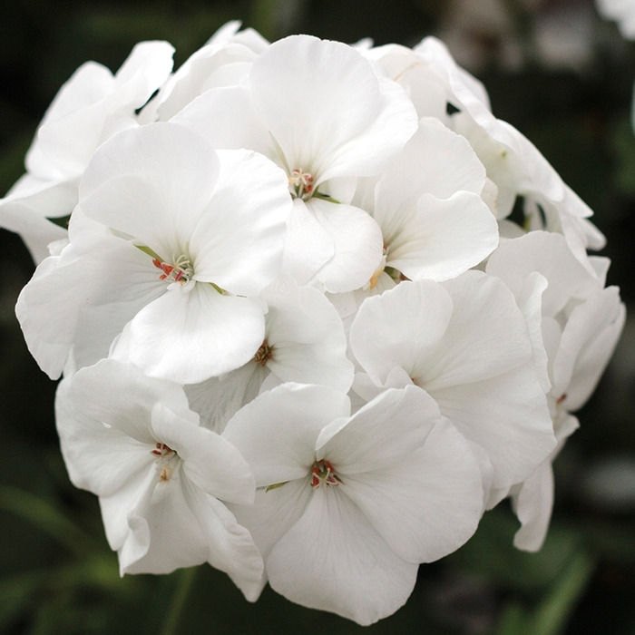 Calliope® Medium White - Pelargonium (Interspecific Geranium) from Milmont Greenhouses