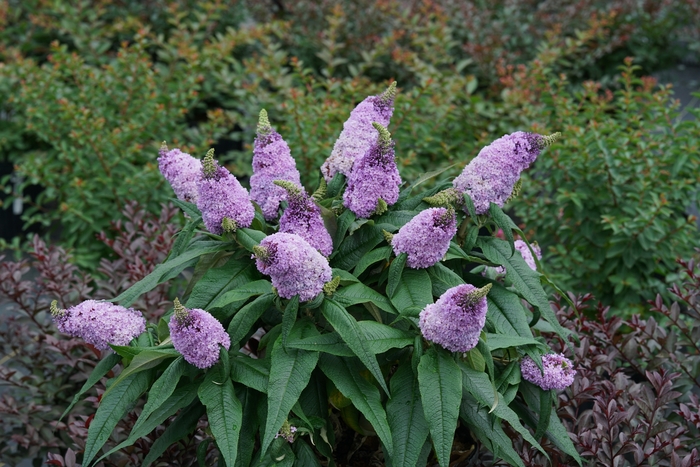 Pugster® Amethyst - Buddleia (Butterfly Bush) from Milmont Greenhouses