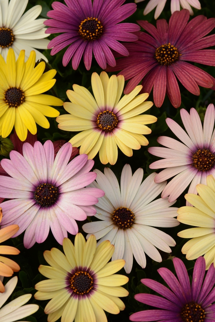 Akila® 'Grand Canyon Mixture' - Osteospermum ecklonis (African Daisy) from Milmont Greenhouses