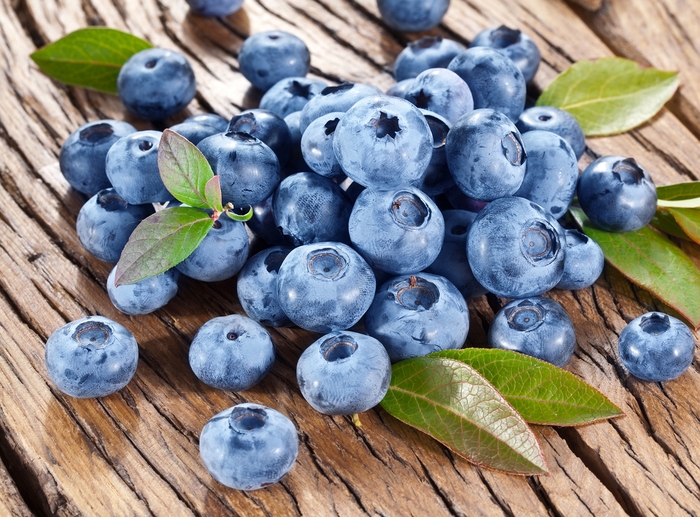 'Bluecrop' Blueberry - Vaccinium corymbosum from Milmont Greenhouses