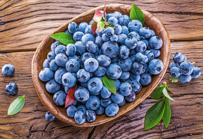 'Blueray' Blueberry - Vaccinium angustifolium from Milmont Greenhouses