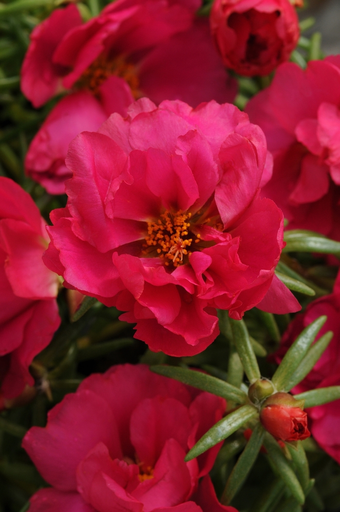 Happy Hour™ 'Fuchsia' - Portulaca grandiflora (Moss Rose, Purslane) from Milmont Greenhouses