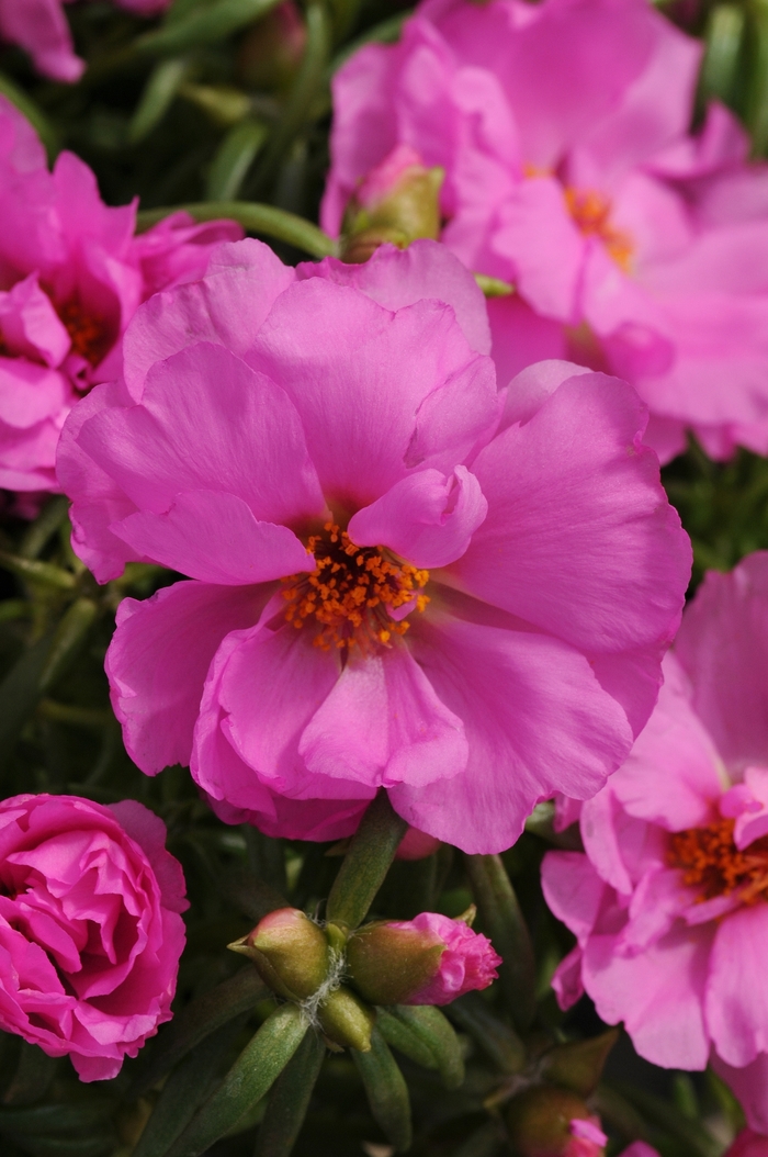 Happy Hour™ 'Rosita' - Portulaca grandiflora (Moss Rose, Purslane) from Milmont Greenhouses