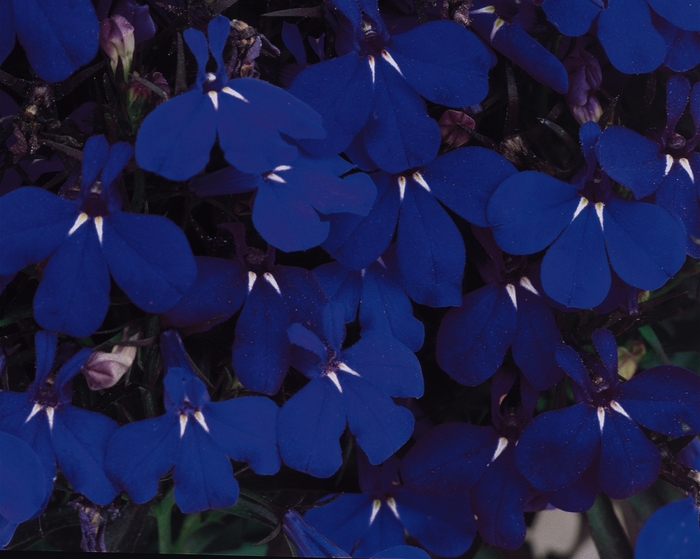 Riviera 'Midnight Blue' - Lobelia erinus from Milmont Greenhouses