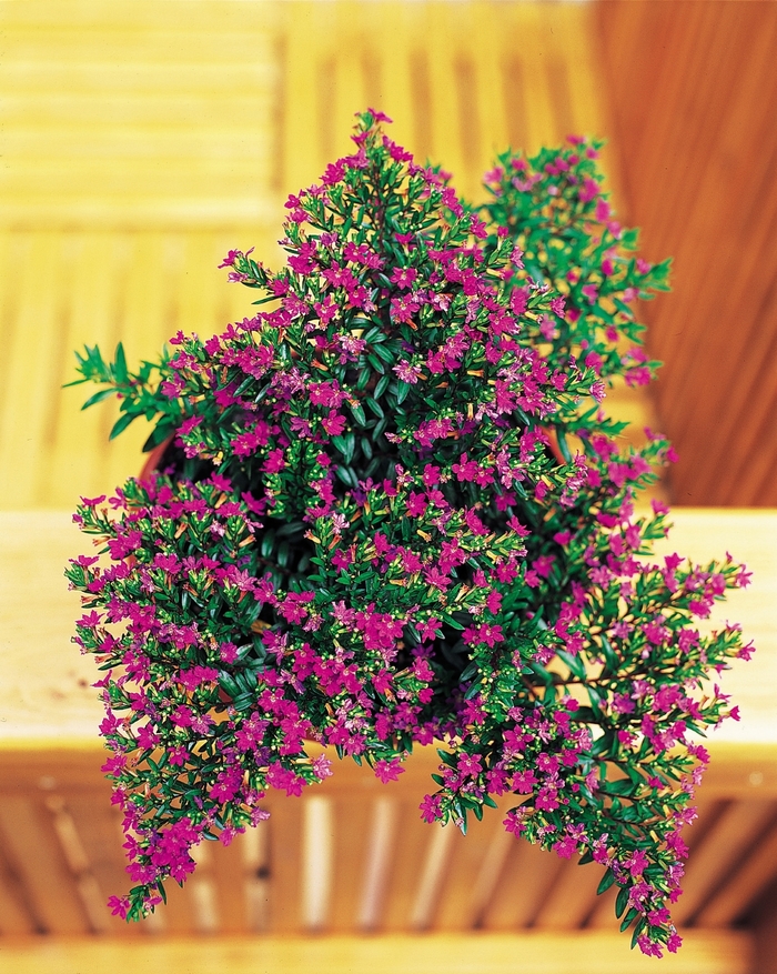 Purple Mexican Heather - Cuphea hyssopifolia from Milmont Greenhouses