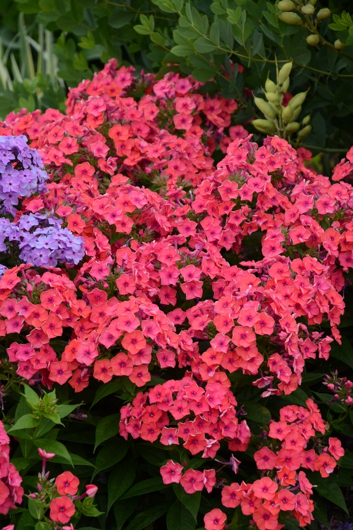 Flame™ Coral Flame® - Phlox paniculata 'Coral Flame®' PP22234 (Garden Phlox) from Milmont Greenhouses