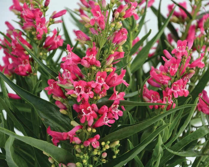 Rock Candy® Ruby - Penstemon 'Novapenrub' PP27820 from Milmont Greenhouses