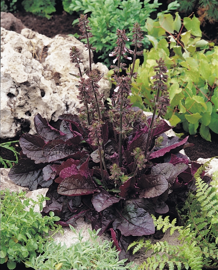 'Purple Volcano' Lyreleaf Sage - Salvia lyrata from Milmont Greenhouses