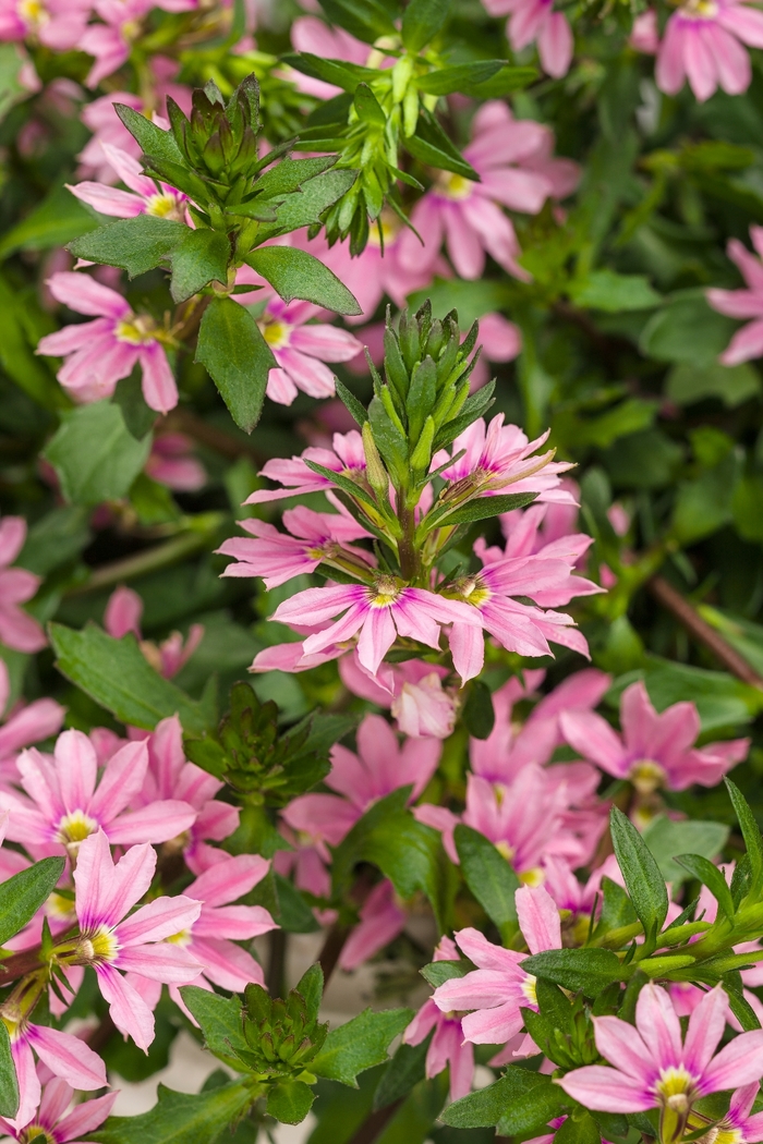 Whirlwind® 'Pink' - Scaevola aemula (Fan Flower) from Milmont Greenhouses