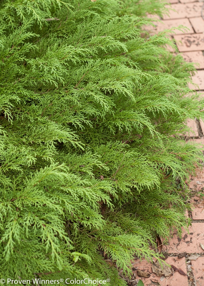 'Celtic Pride®' Siberian Cypress - Microbiota decussata from Milmont Greenhouses