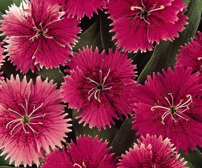 Ideal Select™ 'Raspberry' - Dianthus (Pinks) from Milmont Greenhouses