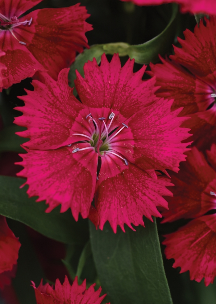 Ideal Select™ 'Red' - Dianthus (Pinks) from Milmont Greenhouses