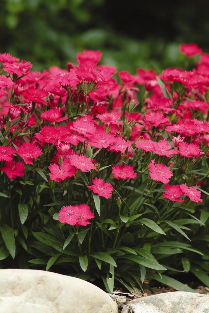 Ideal Select™ 'Rose' - Dianthus (Pinks) from Milmont Greenhouses