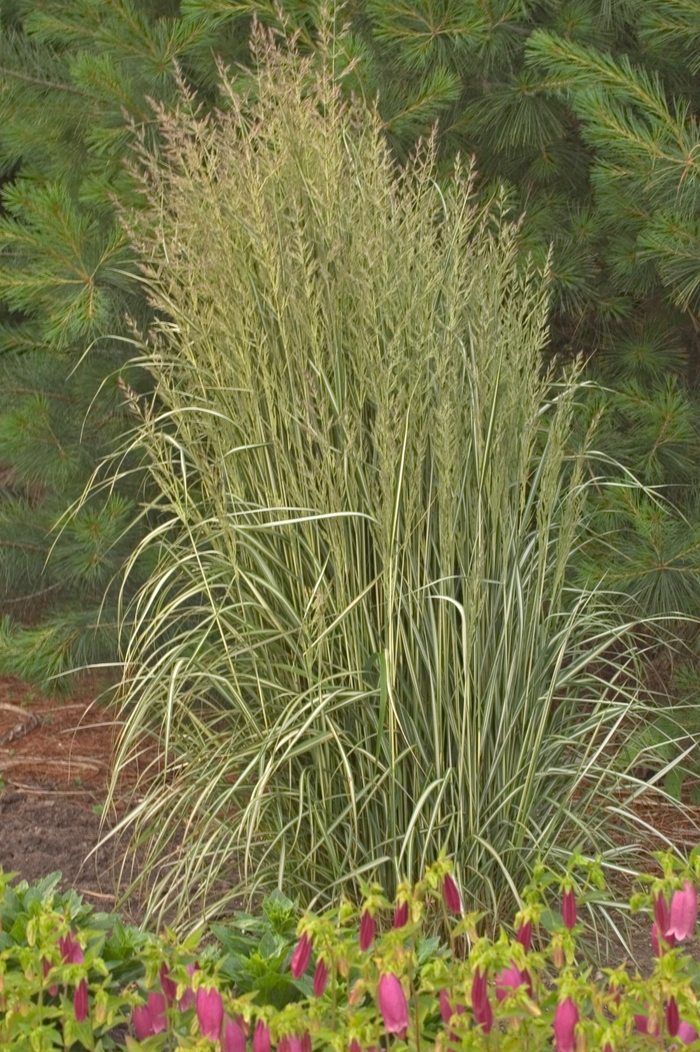 Avalanche Feather Reed Grass - Calamagrostis acutiflora 'Avalanche' (Feather Reed Grass) from Milmont Greenhouses