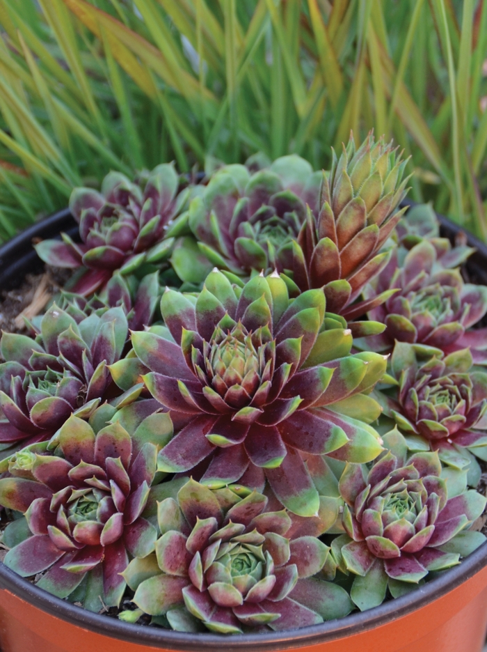 Chick Charms® Ruby Heart - Sempervivum 'Ruby Heart' (Hen and Chicks) from Milmont Greenhouses