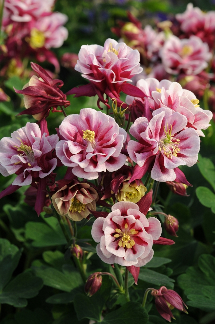 Winky Double Red & White - Aquilegia vulgaris 'Double Red & White' (Columbine) from Milmont Greenhouses
