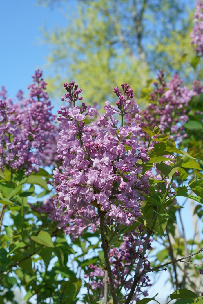 Scentara® 'Double Blue' - Syringa x hyacinthiflora (Lilac) from Milmont Greenhouses