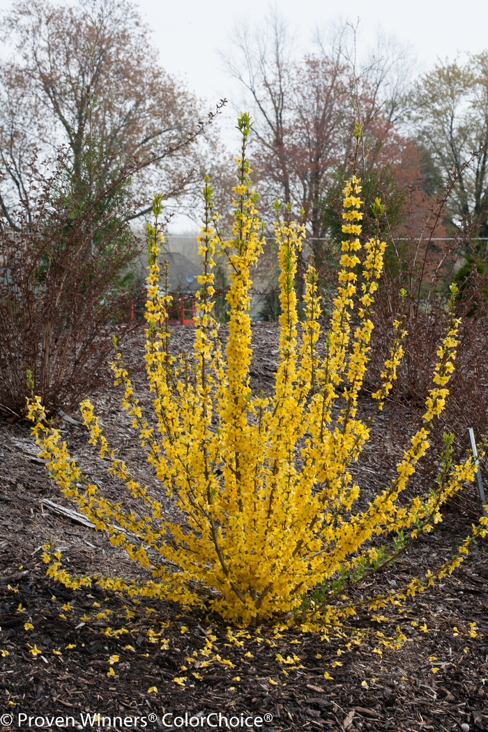 Show Off Starlet® - Forsythia from Milmont Greenhouses