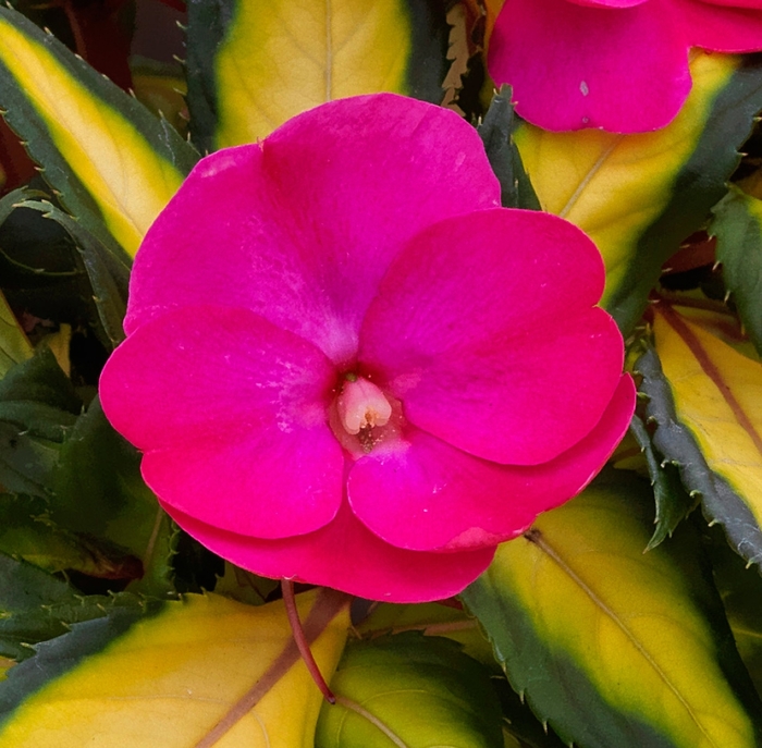 SunPatiens® Compact Tropical Rose - Impatiens from Milmont Greenhouses