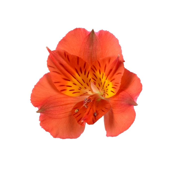 Colorita® 'Amina®' - Alstroemeria (Peruvian Lily) from Milmont Greenhouses