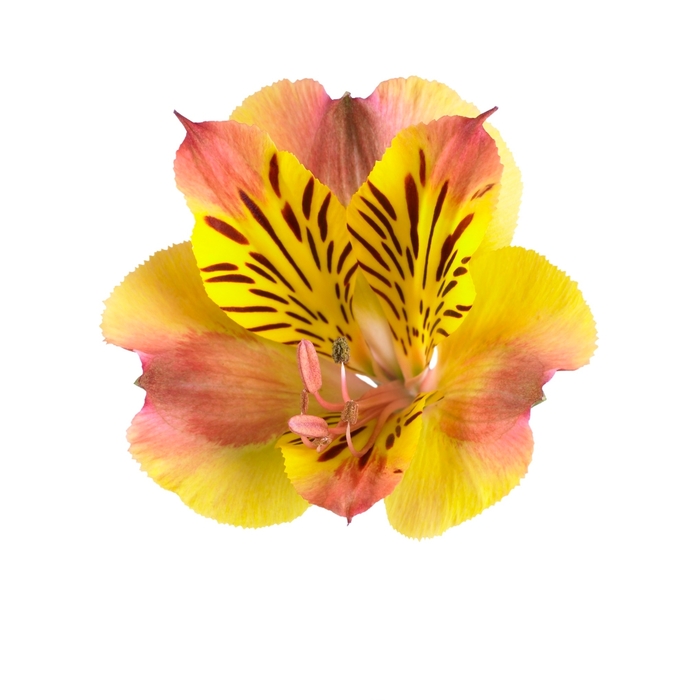 Colorita® 'Diana' - Alstroemeria from Milmont Greenhouses