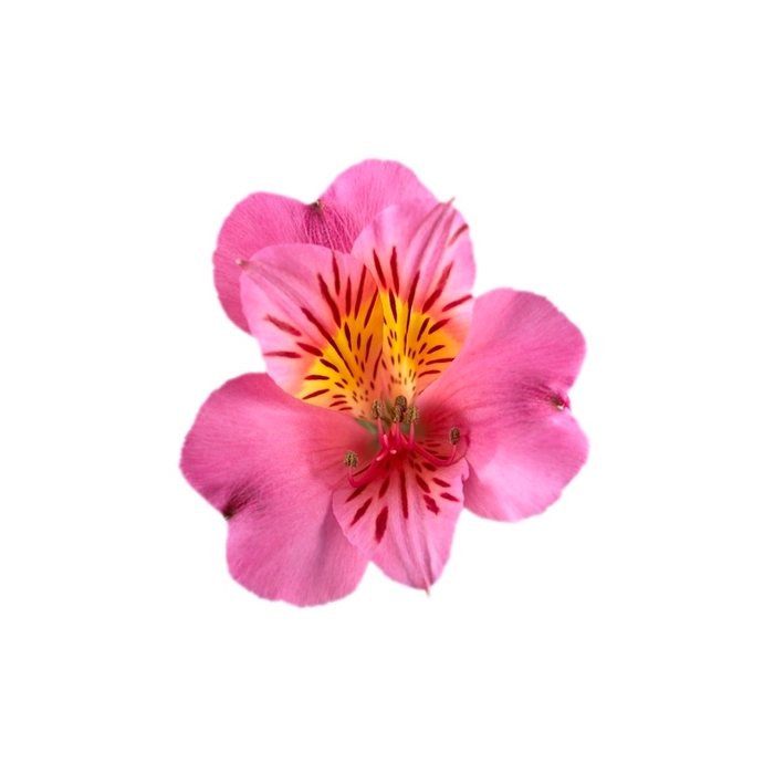 Colorita® 'Eliane®' - Alstroemeria (Peruvian Lily) from Milmont Greenhouses