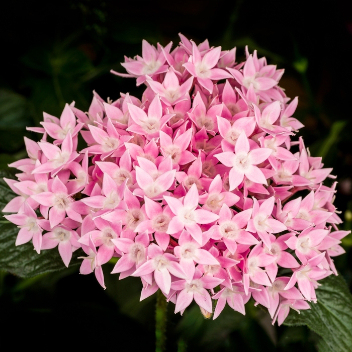Starcluster™ 'Pink' - Pentas lanceolata (Starflower) from Milmont Greenhouses