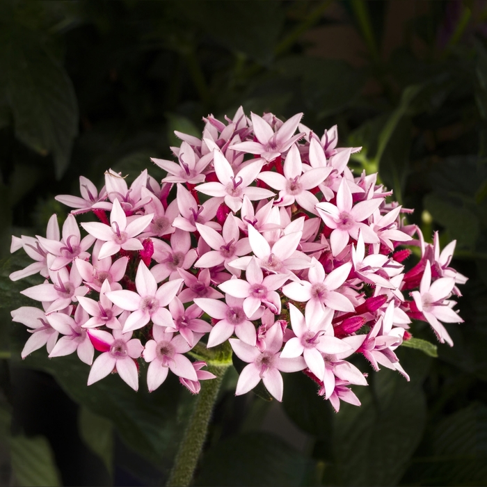 Starcluster™ 'Appleblossom' - Pentas lanceolata (Starflower) from Milmont Greenhouses