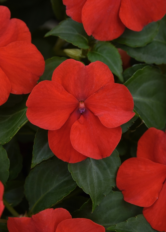 Beacon™ 'Bright Red' - Impatiens walleriana from Milmont Greenhouses