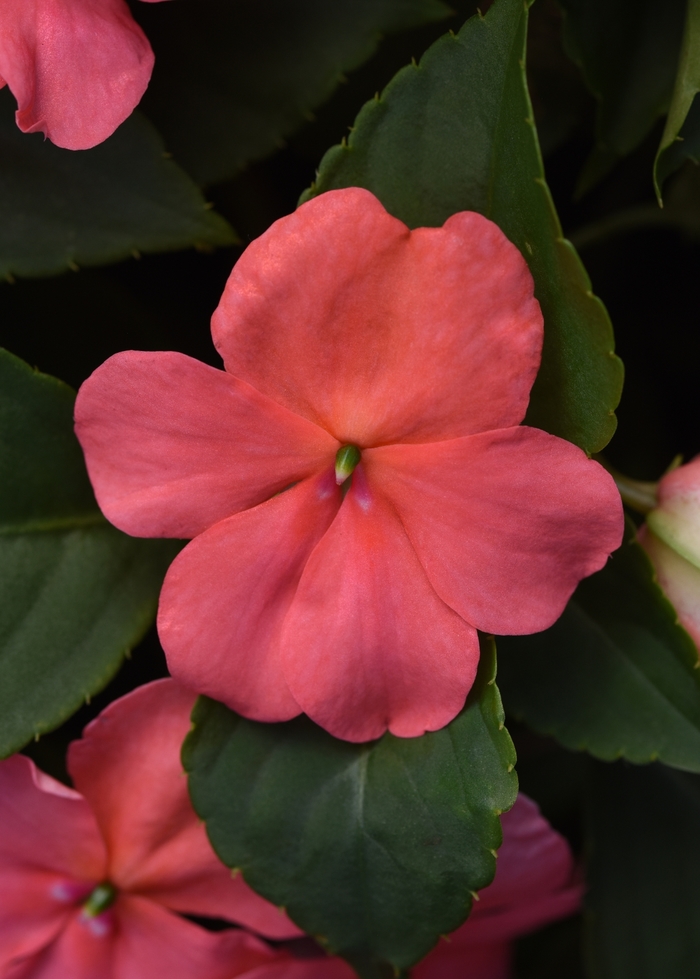 Beacon™ 'Coral' - Impatiens walleriana from Milmont Greenhouses