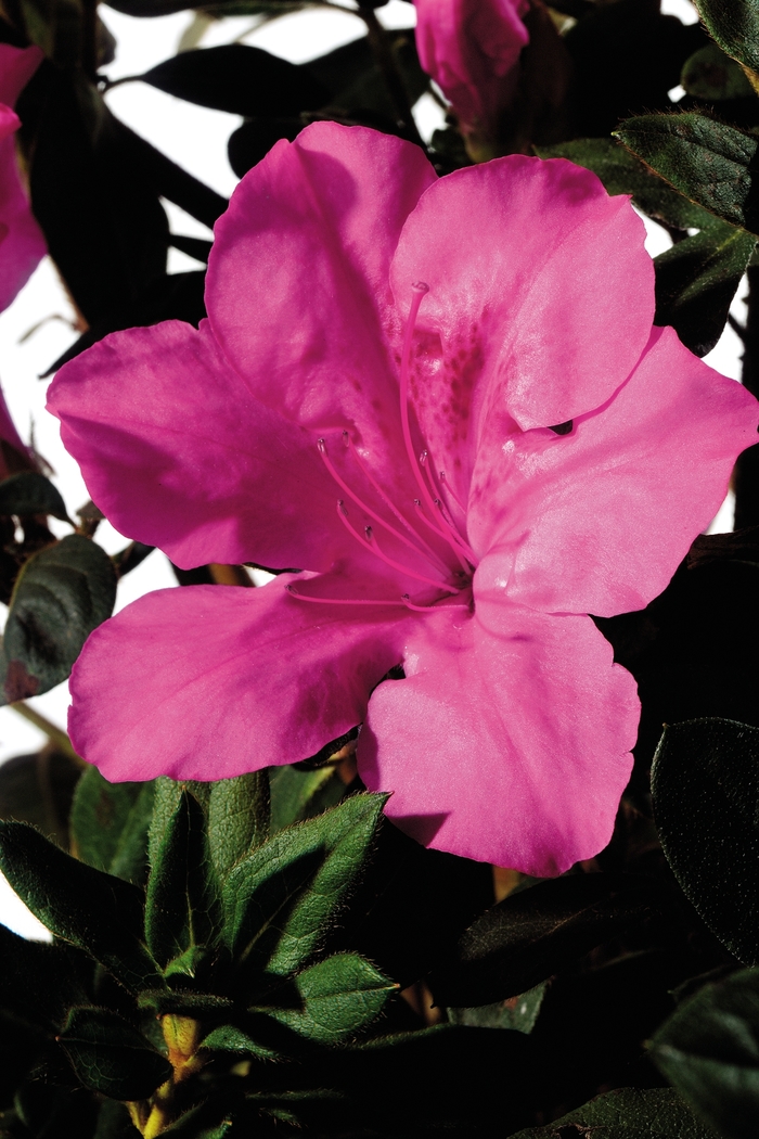 Encore® 'Autumn Sangria®' - Rhododendron (Azalea) from Milmont Greenhouses