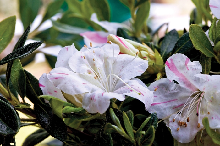 Encore® 'Autumn Starlite®' - Rhododendron (Azalea) from Milmont Greenhouses
