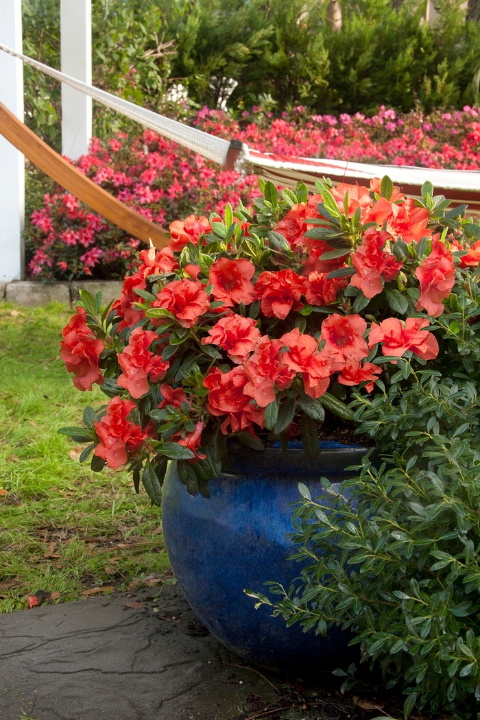 Encore® 'Autumn Embers™' - Rhododendron (Azalea) from Milmont Greenhouses