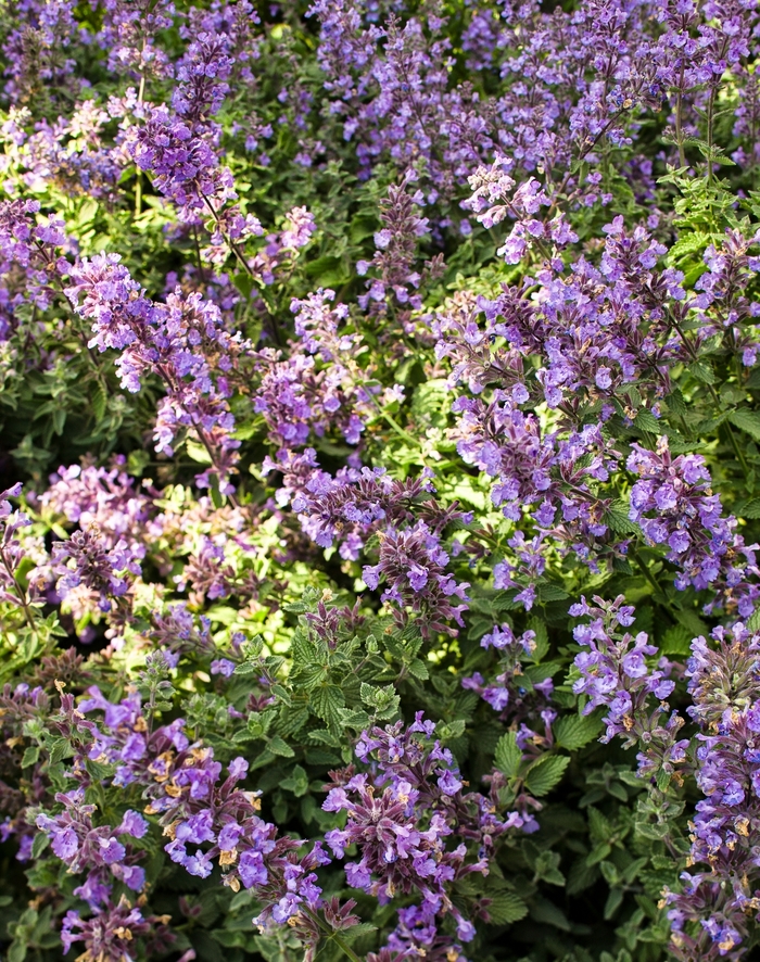 Cat's Meow Catmint - Nepeta x faassenii 'Cat's Meow' PP24472, Can 5098 (Catmint) from Milmont Greenhouses