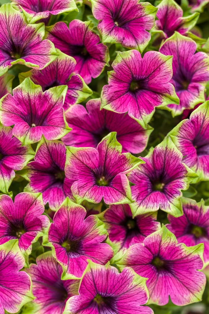 Supertunia® 'Picasso in Purple®' - Petunia from Milmont Greenhouses