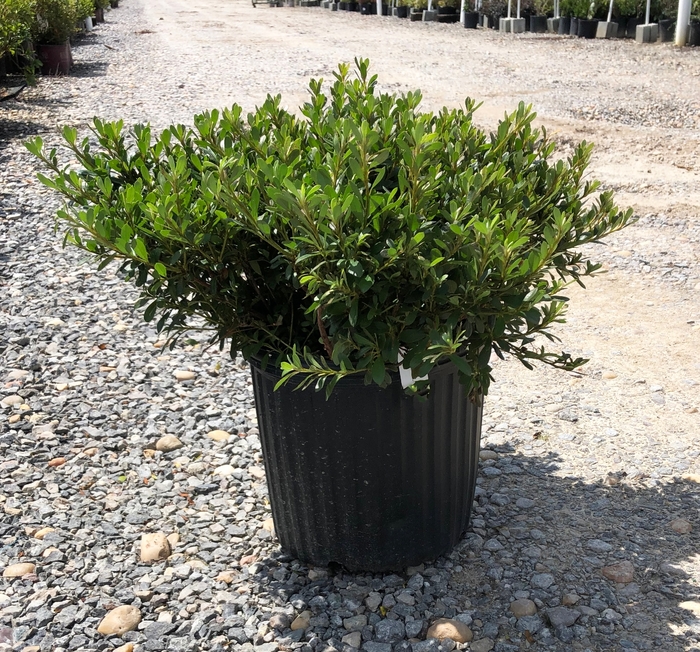 'Gumpo White' Azalea - Rhododendron Satsuki hybrid from Milmont Greenhouses