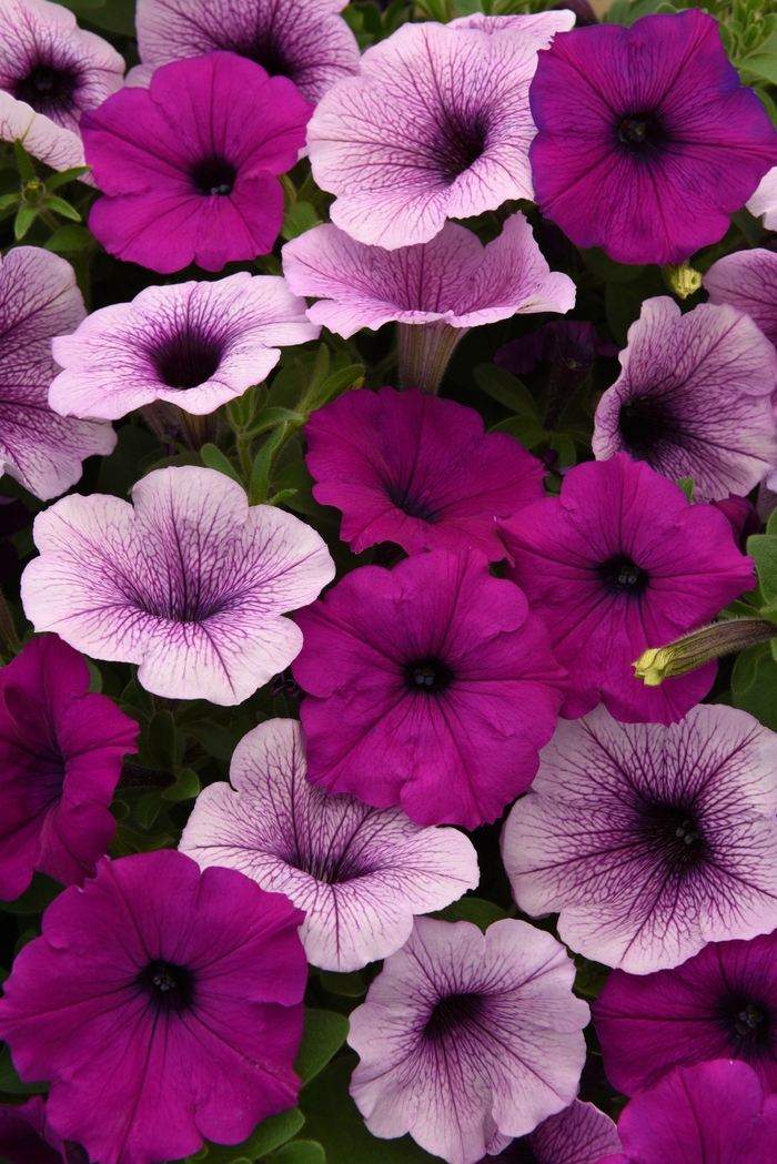 Easy Wave® 'Plum Pudding Mix' - Petunia from Milmont Greenhouses