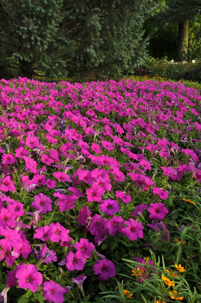 Easy Wave® 'Neon Rose' - Petunia from Milmont Greenhouses